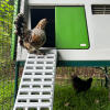 Hens using the new chicken coop ladder for the Omlet Eglu Cube