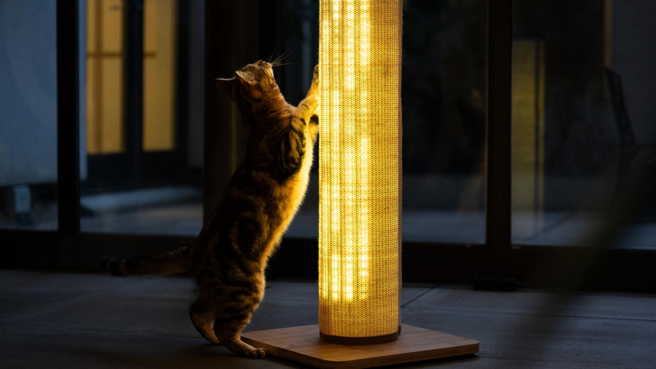 Cat stretching up against the Switch cat scratcher with a warm light setting