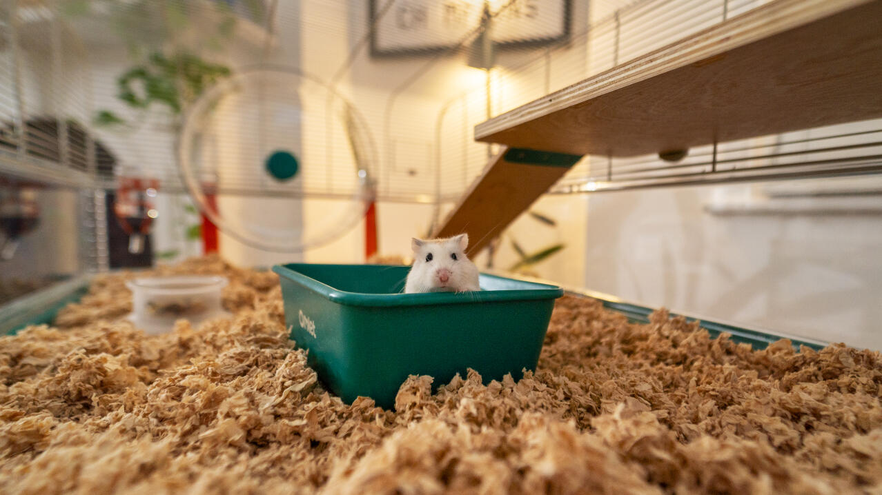 Dwarf hamster looking out of a sand bath inside the Omlet hamster cage