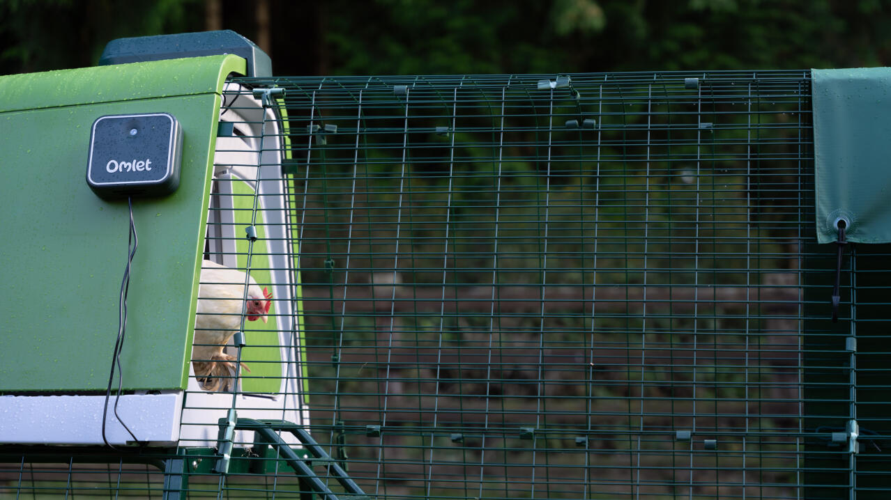 Side view of a white chicken coming out of the Eglu Go up chicken coop using the automatic door opener