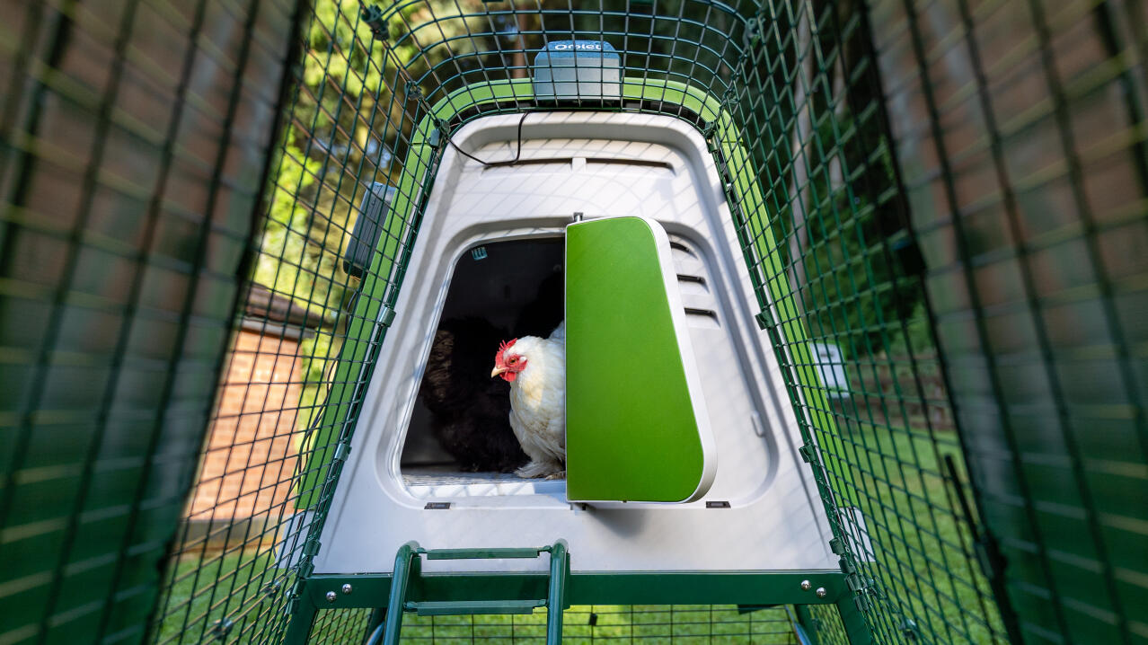 White chicken coming out of the Eglu Go up chicken coop using the automatic door opener