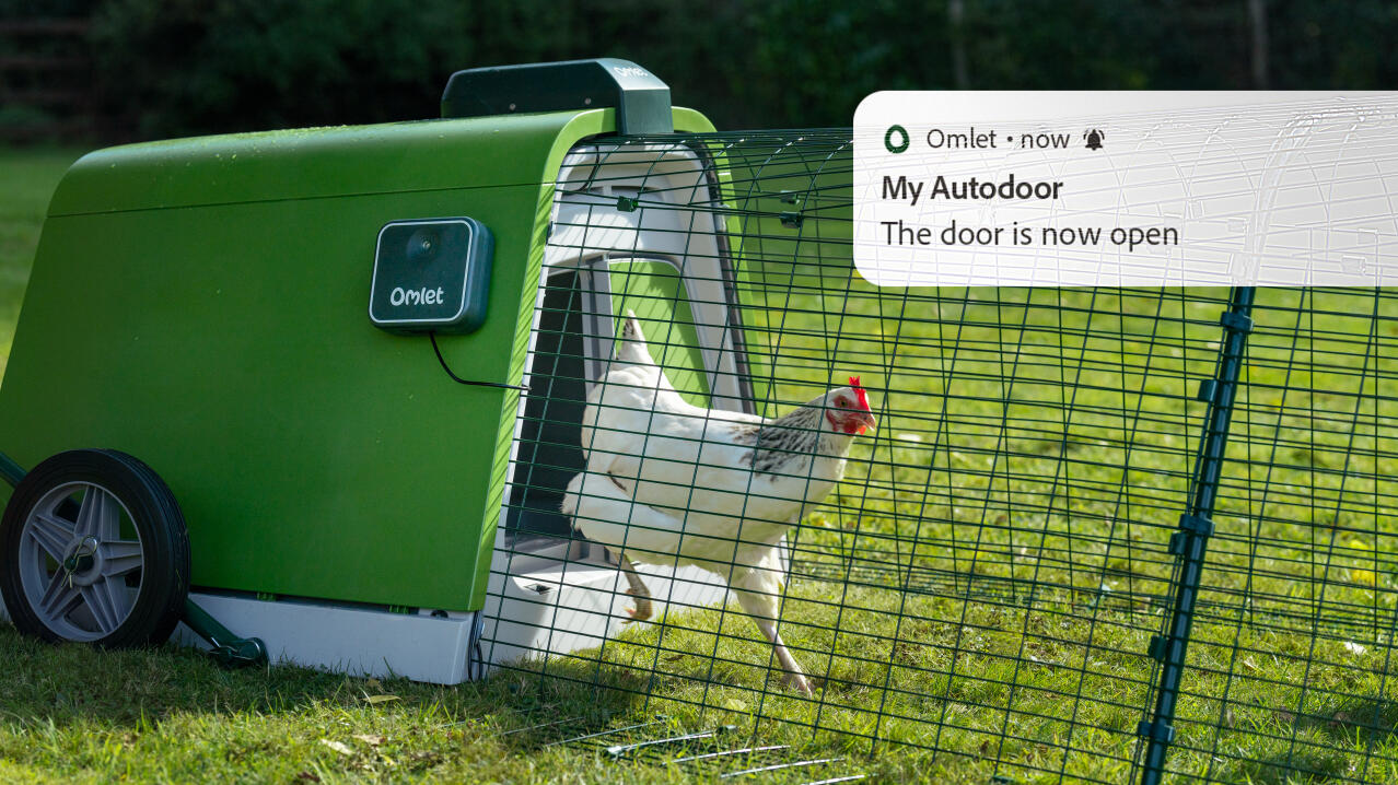 White chicken coming out of its Eglu Go coop with phone notification pop up