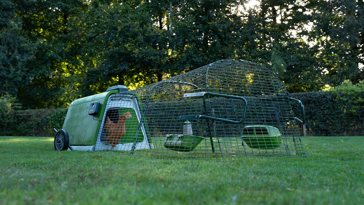 Chickens being let out on schedule by the Omlet automatic chicken coop door for the Eglu Go and Go up