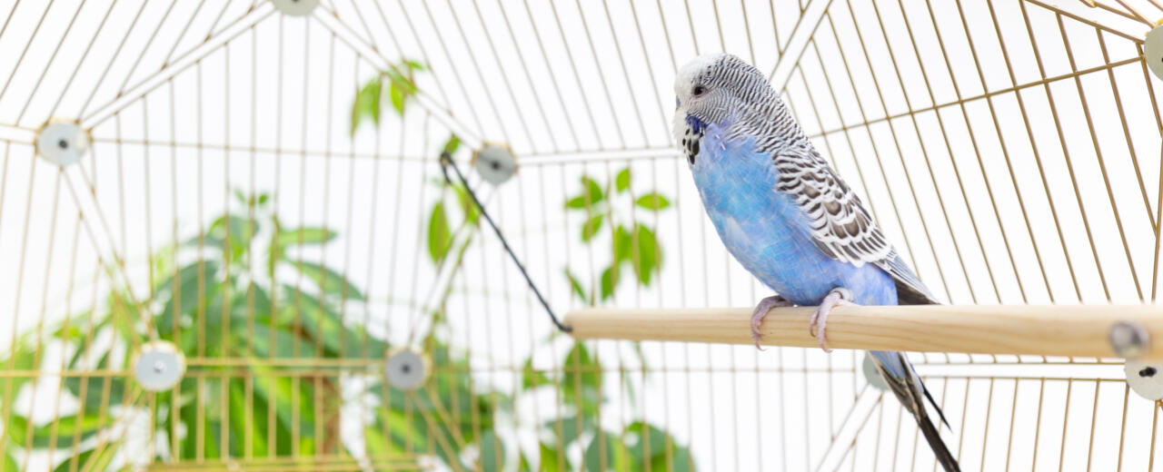 Budgie in the Omlet Geo bird cage