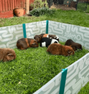 Guinea pigs playing inside of the large playpen in a garden.