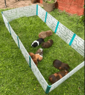 Guinea pigs playing inside of the large playpen in a garden.