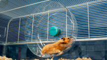 Hamster running on Omlet's extra large silent wheel