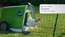 White chicken coming out of its Eglu Go coop with phone notification pop up