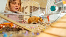 Little girl watching her hamster in the large Omlet hamster cage