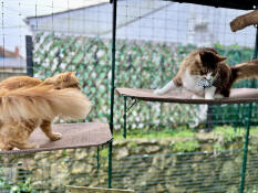 Zoomies on the outdoor cat shelf