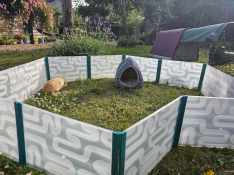 A guinea pig in the large guinea pig playpen