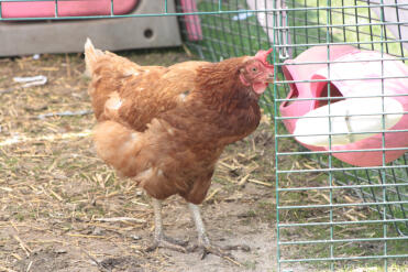 Chicken in Eglu chicken coop run