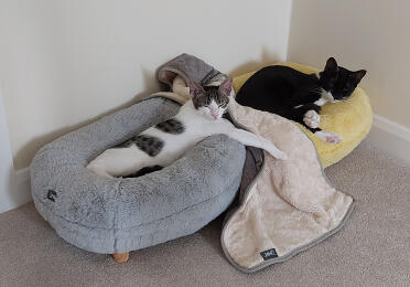 Our rescue cats from cyprus enjoying their beds.