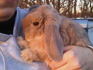 Cute floppy eared rabbit being held close