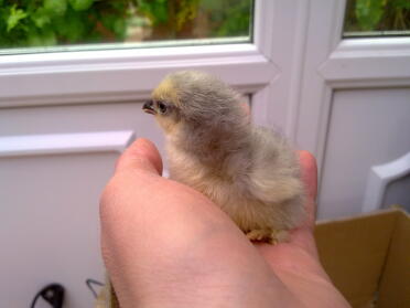 Chick being held in hand