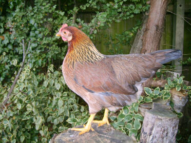 Welsummer chicken standing on tree stump