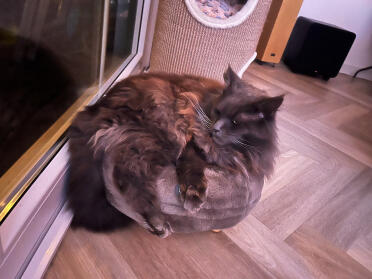 My maincoon knik on his donut basket he only weighs 7.5 kg