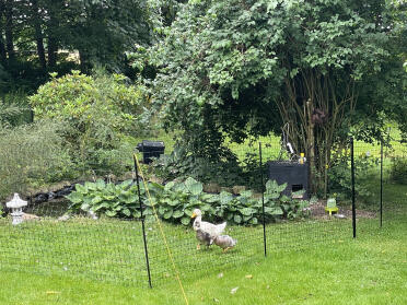 Chicken fence for ducks