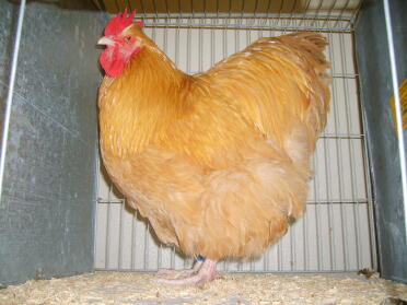 Chicken posing