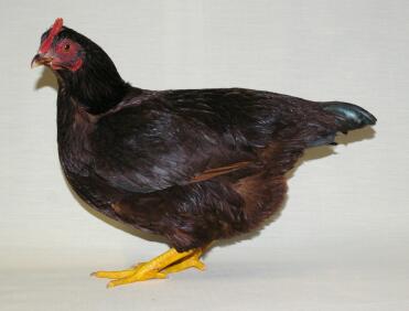 Chicken posing