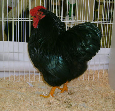 Black wyandotte in cage