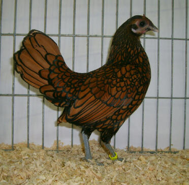 Sebright chicken