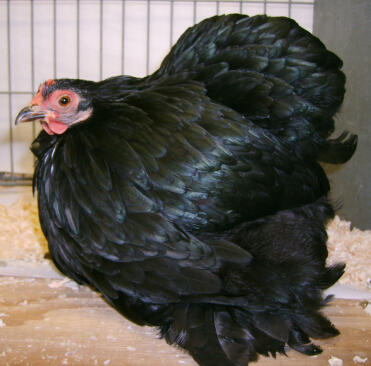 Pekin black chicken