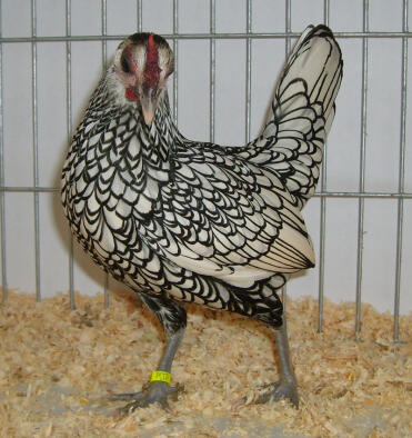 Sebright chicken