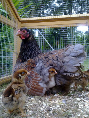 Chicken sat down in run with their chicks