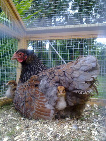 Chicken sat down in run with their chicks