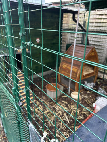 Enclosure was connected to a new chicken coop.