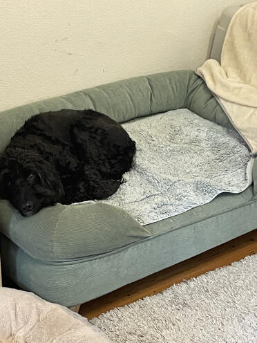 15kg cockapoo on large booster bed