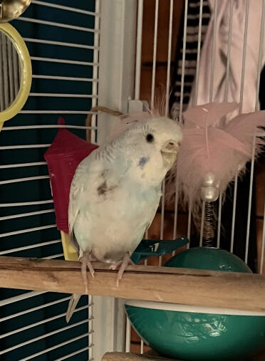 Can you help me? i think my budgie has a sore and what should i do?