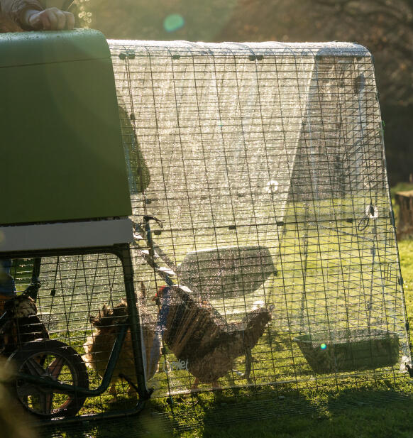 Chickens in an Eglu Go up chicken coop run with clear weather protection cover