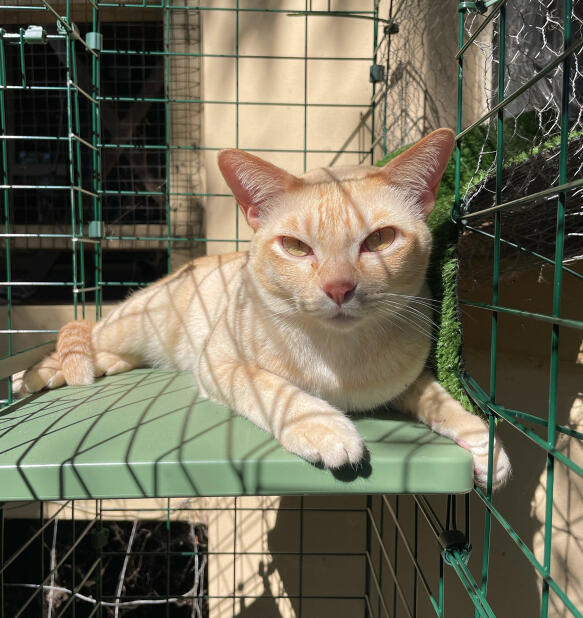 Cat in a secure cat tunnel walkway