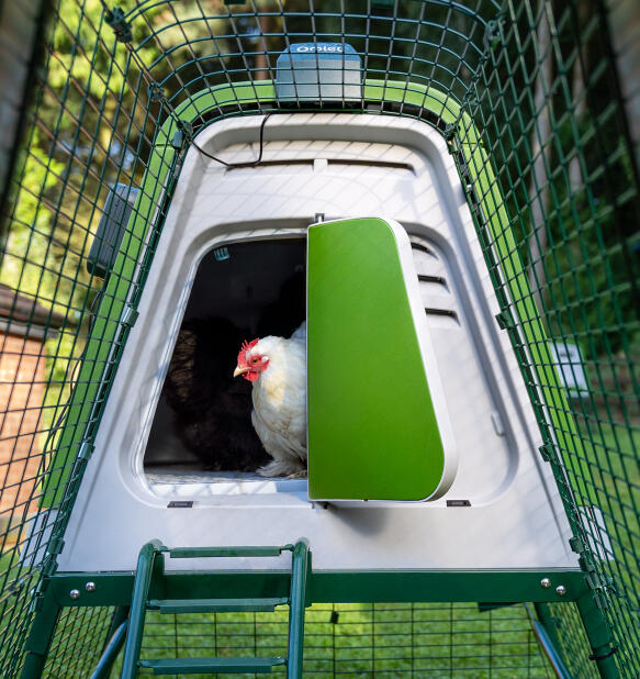 Chicken emerging from Eglu Go chicken coop with automatic coop door