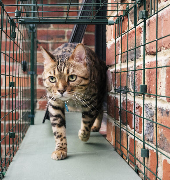 Cat walking through safe and secure catio tunnels