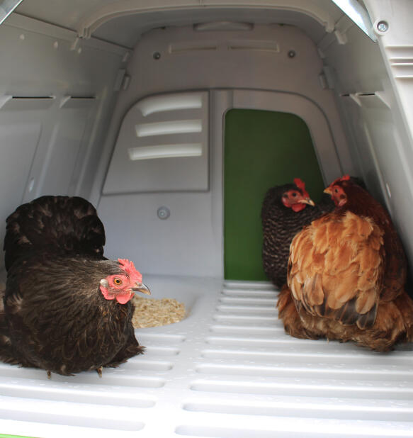 Chickens inside the nesting box of the Omlet Eglu Go chicken coop