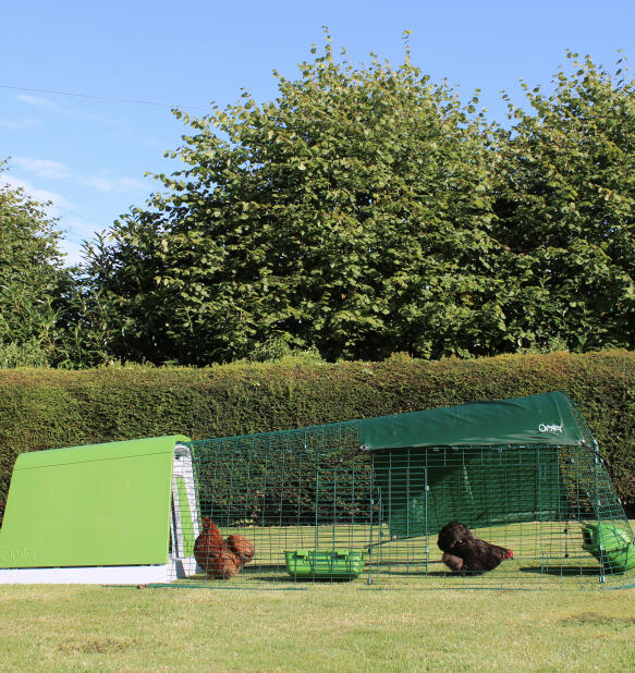 Chickens inside predator resistant Eglu Go chicken coop