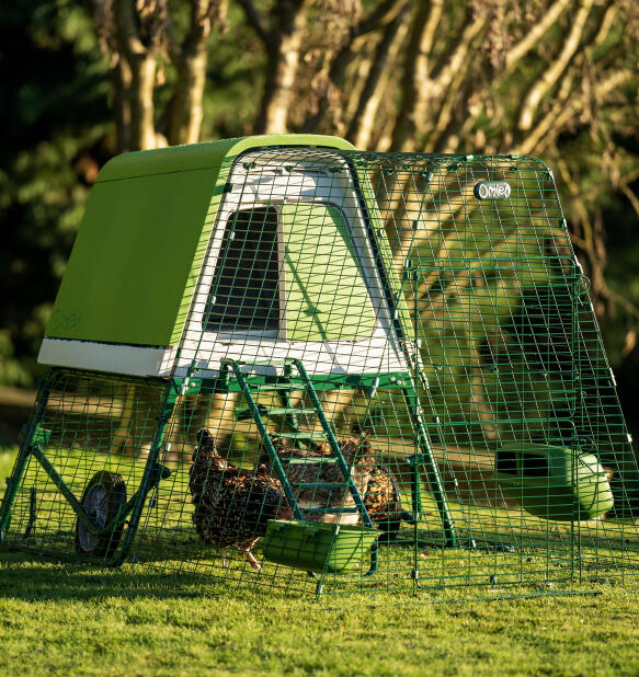 Add a frame and ladder to change your Go to a Go gup chicken coop