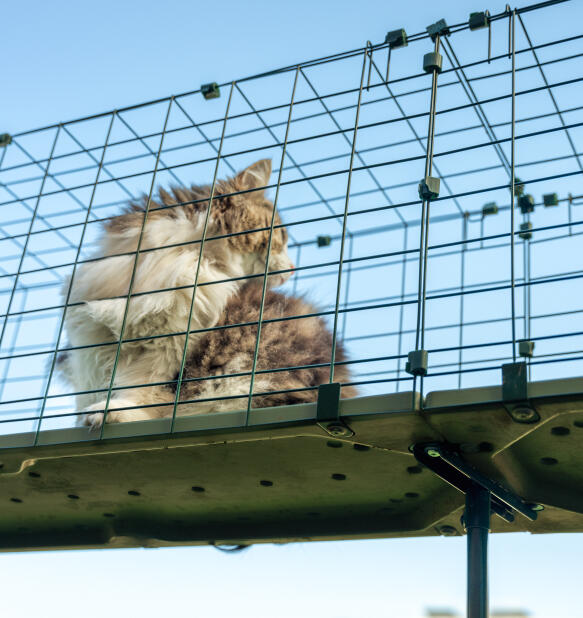 A fluffy cat in an Omlet outdoor catio tunnel