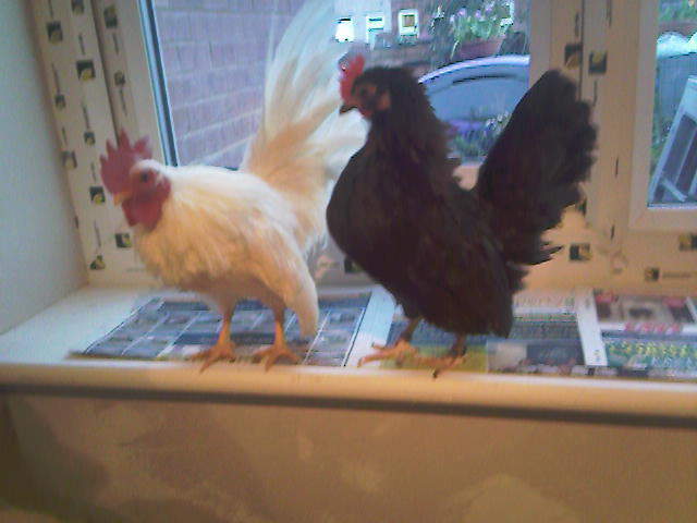 Serama For Sale Chickens Breed Information Omlet