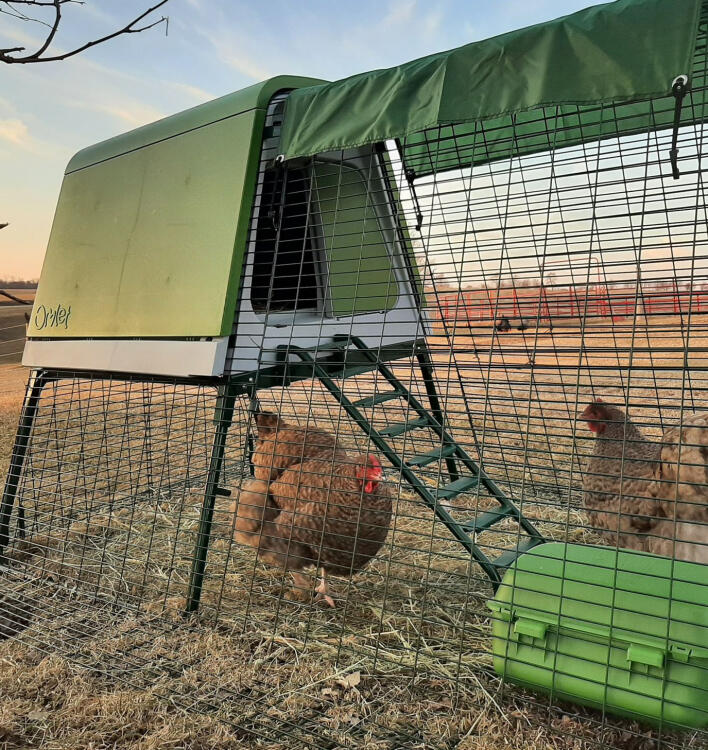 Two chickens in an Eglu Go up run with feeder and covers