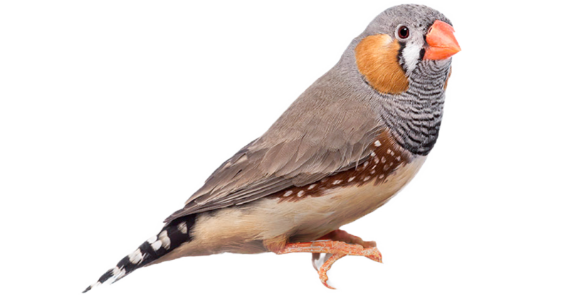 Learn more about finches in our bird guide