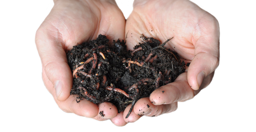 Learn about worm composting with our guide