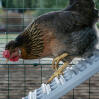 Hens using the new chicken coop ladder for the Omlet Eglu Cube