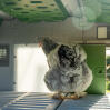 Chicken inside the Omlet Eglu pro chicken coop with Lux daylight panel