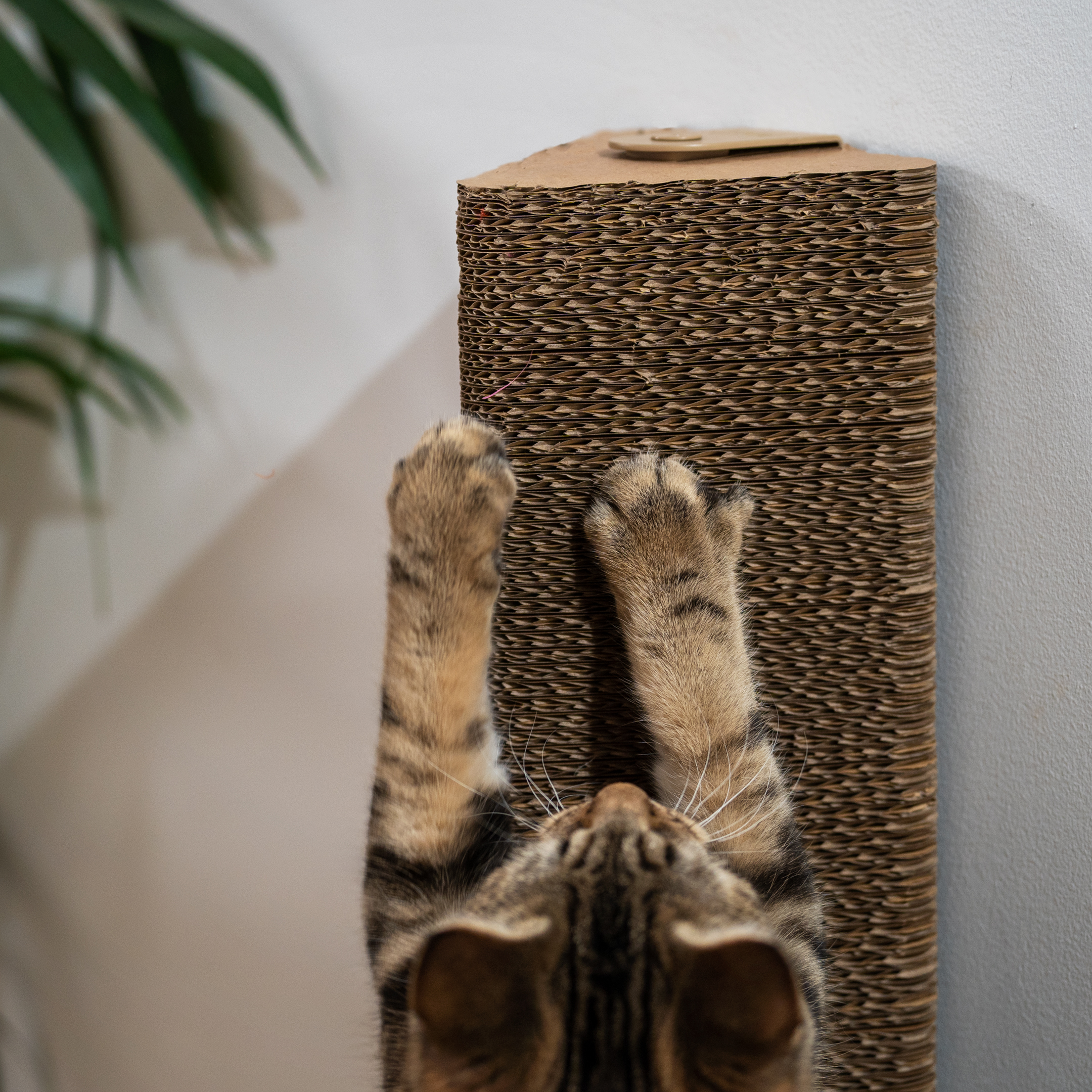 Diy cardboard outlet scratching post