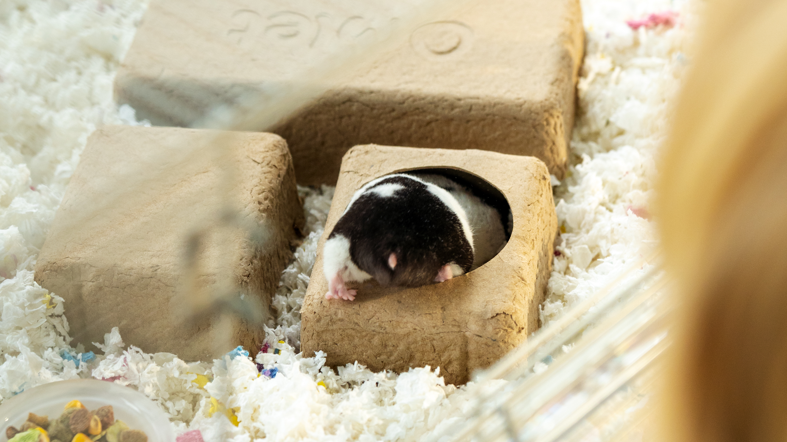 Hamster burrowing in a chamber hide inside Omlet Hamster Habitat