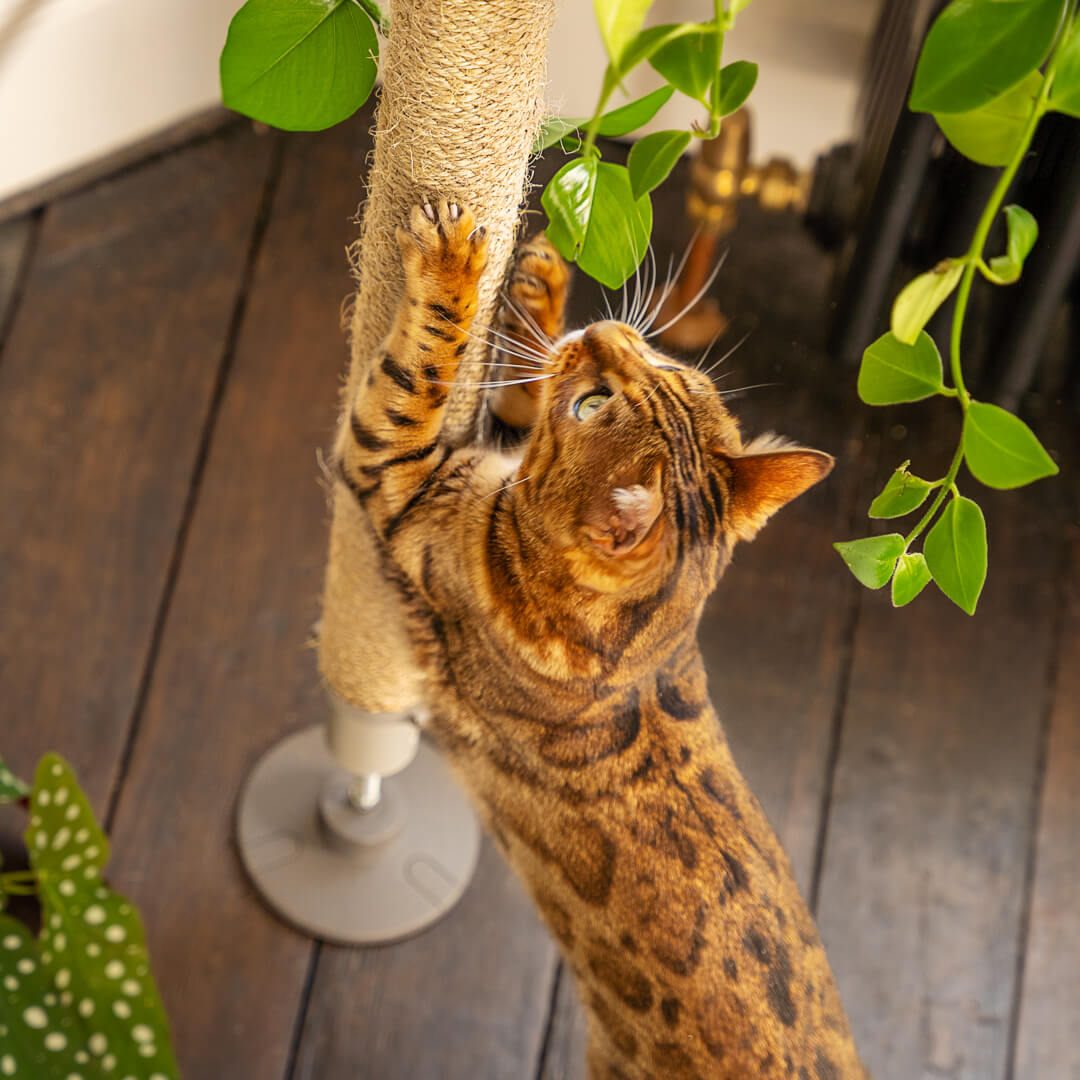 Best rope clearance for cat tree